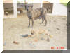Great Dane Puppies , Great Danes for Sale , Great Dane Breeders